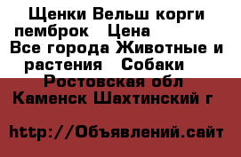 Щенки Вельш корги пемброк › Цена ­ 35 000 - Все города Животные и растения » Собаки   . Ростовская обл.,Каменск-Шахтинский г.